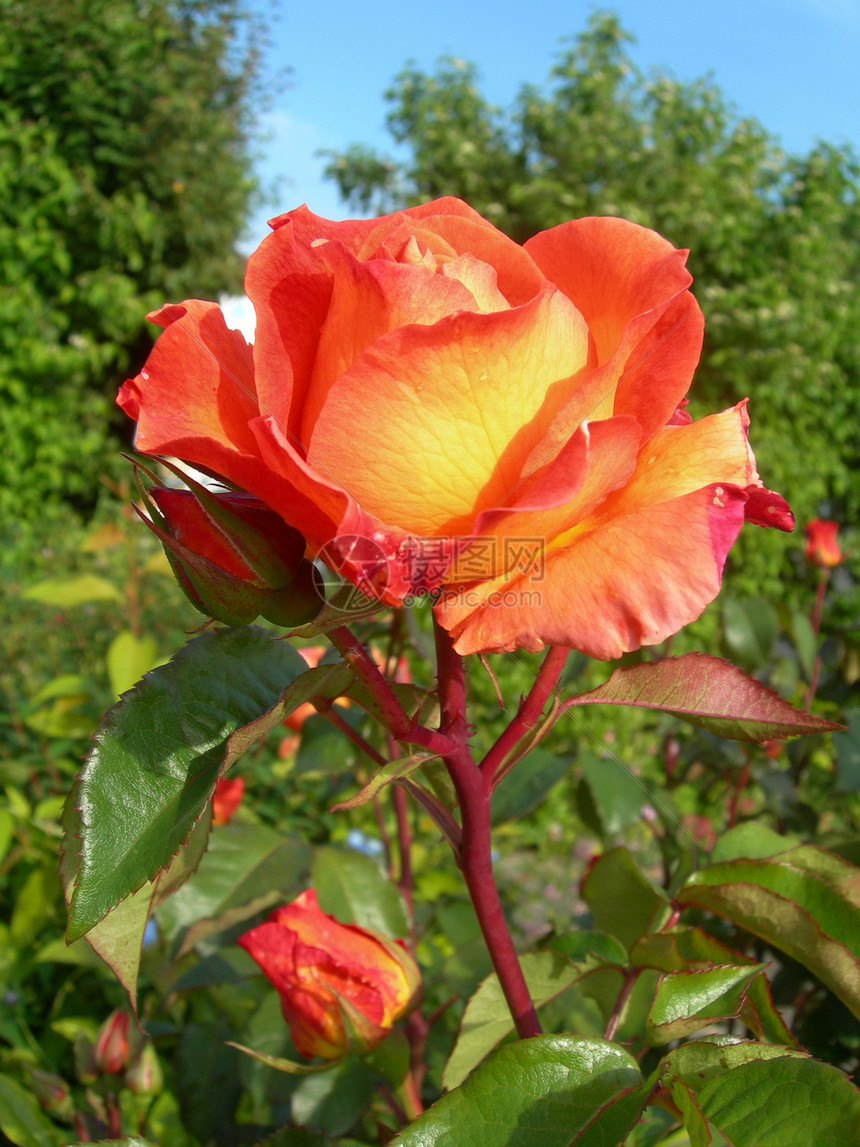 花园的橙玫瑰花朵绿色公园蓝色黄色树木红色植物橙子图片