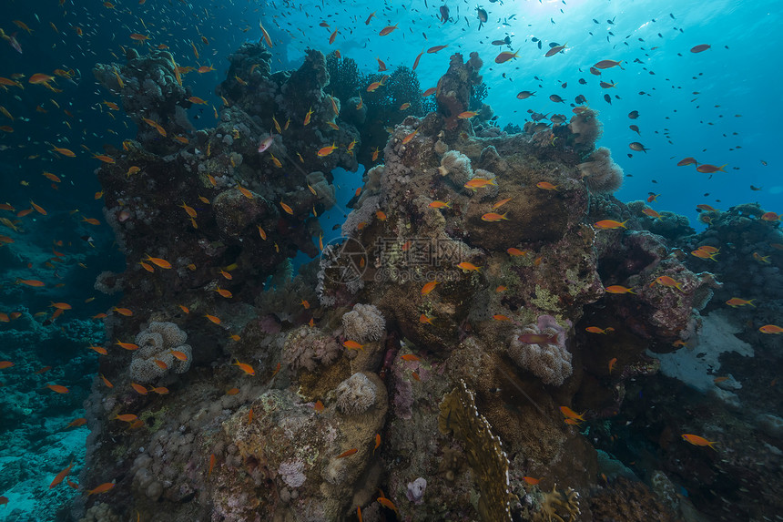 红海的鱼类和水生生物潜水蓝色天堂场景植物太阳异国阳光热带珊瑚图片