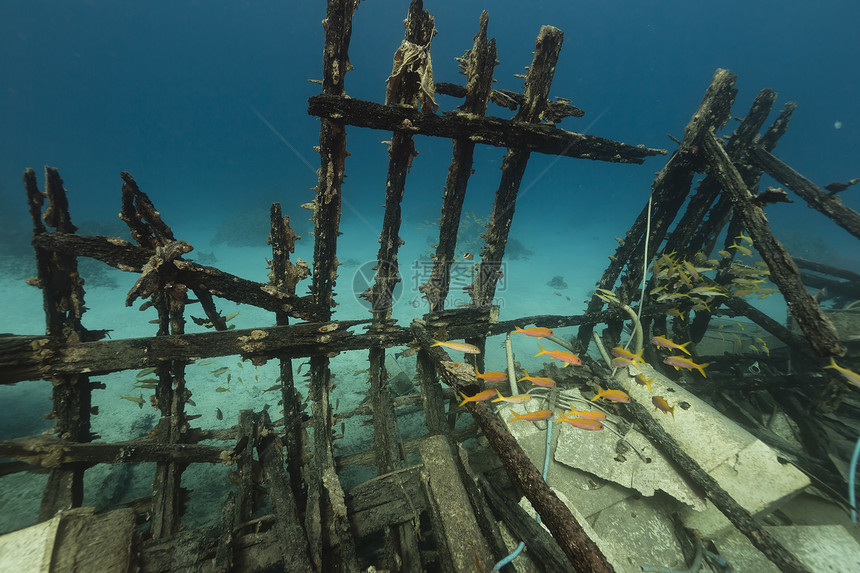 红海的Safari船残骸和水生生物海洋太阳海景阳光异国射线天堂植物情调热带图片