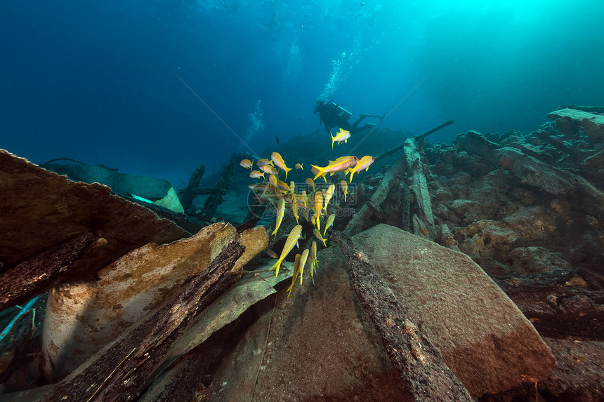 红海的Safari船残骸和水生生物射线热带天堂太阳光生活珊瑚异国蓝色情调植物图片