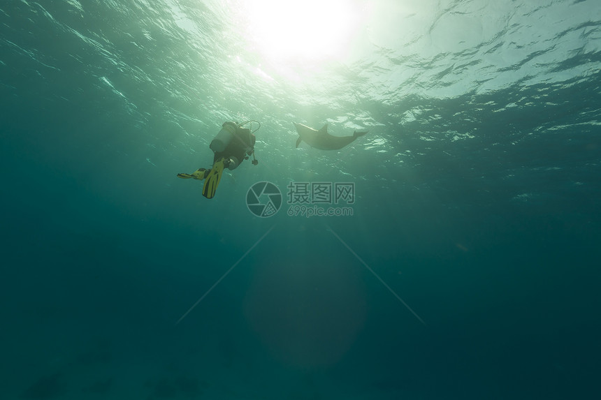 海豚和红海潜水员图片