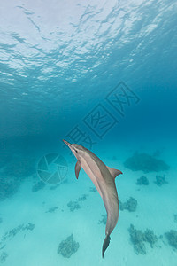 飞旋海豚红海的脊柱海豚异国盐水天堂热带射线太阳光蓝色场景生活海景背景