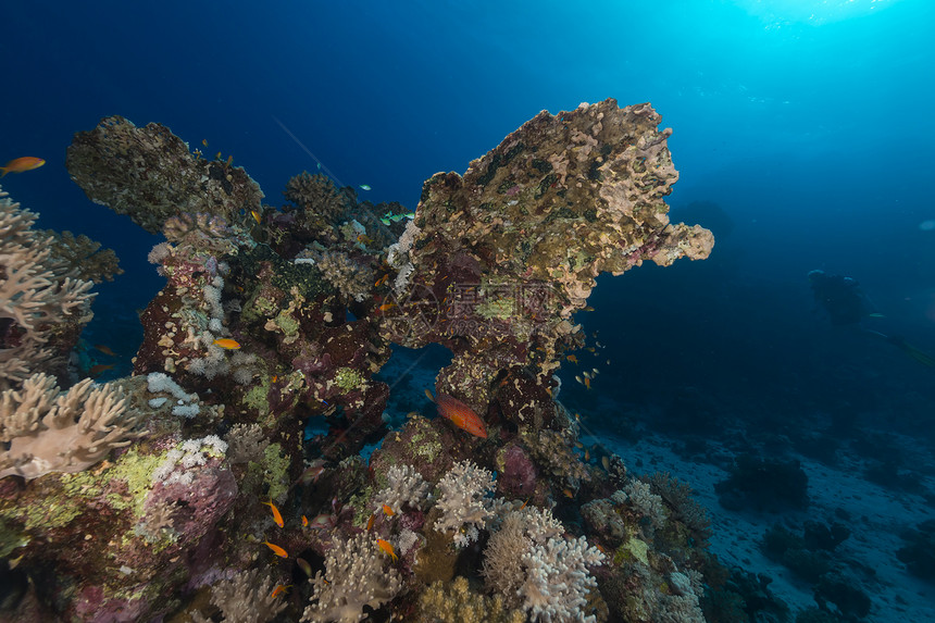 红海的鱼类和水生生物蓝色太阳光海洋太阳植物盐水天堂热带潜水阳光图片