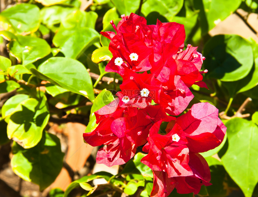 红花绿色花瓣季节性灌木红色枝条白色花粉生长叶子图片