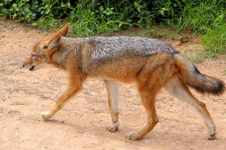 狐狸红黑背 银背或红胡狼野生动物毛皮犬类哺乳动物动物群狐狸捕食者动物小犬清道夫背景