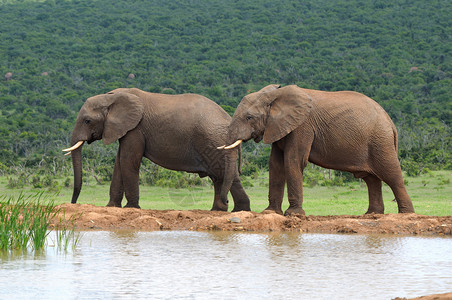 大象 南非阿多大象国家公园 南非大象哺乳动物象牙野生动物威胁树干獠牙动物灌木濒危背景图片