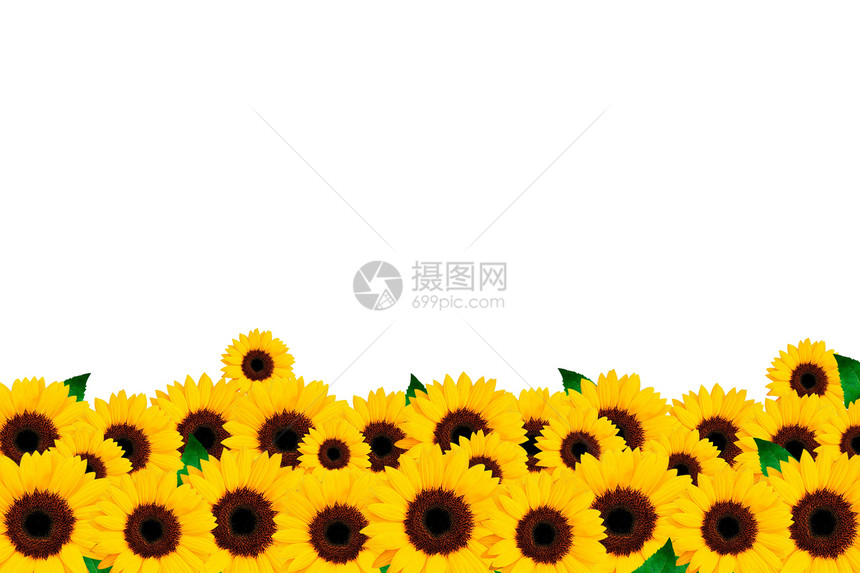 白背景的向日葵活力植物农场花瓣框架种子黄色花朵植物学太阳图片