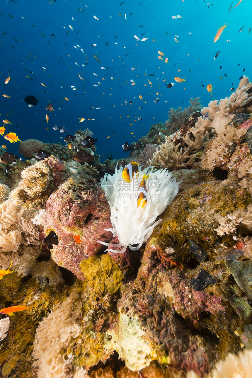 红海的白和热带珊瑚礁射线蓝色生活太阳光海景场景海葵天堂情调太阳图片