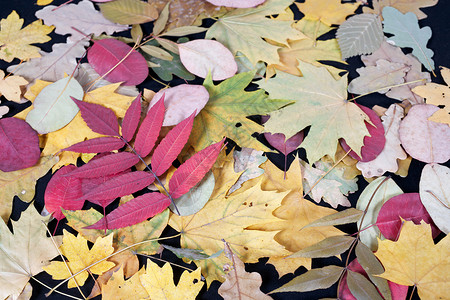秋季绿色黄色标本馆植物叶子橡木红色生态背景图片