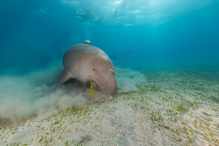 蓝色海牛Dugong或红海的海牛太阳蓝色热带潜水阳光海洋射线背景