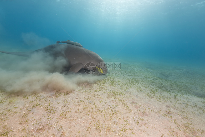 Dugong或红海的海牛阳光太阳海洋潜水蓝色射线热带图片