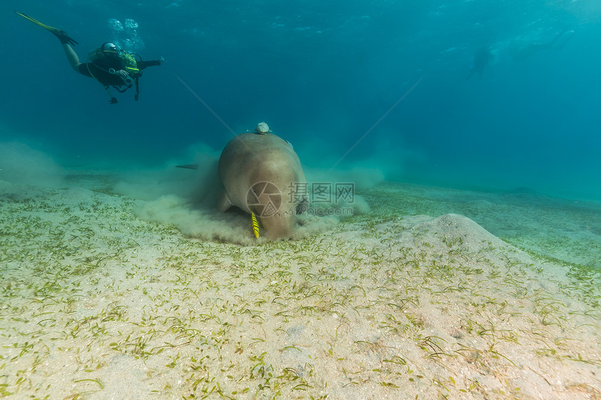 Dugong或红海的海牛射线潜水员蓝色太阳热带潜水海洋阳光图片