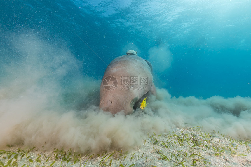 Dugong或红海的海牛蓝色热带射线潜水太阳阳光海洋图片