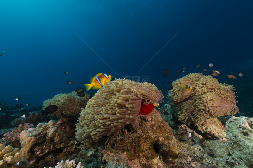 红海的巨型阿内蒙和鱼射线蓝色情调太阳太阳光场景热带阳光天堂珊瑚图片