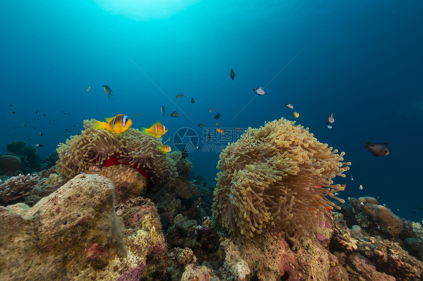 红海的巨型阿内蒙和鱼情调生活场景阳光珊瑚太阳光异国蓝色潜水射线图片