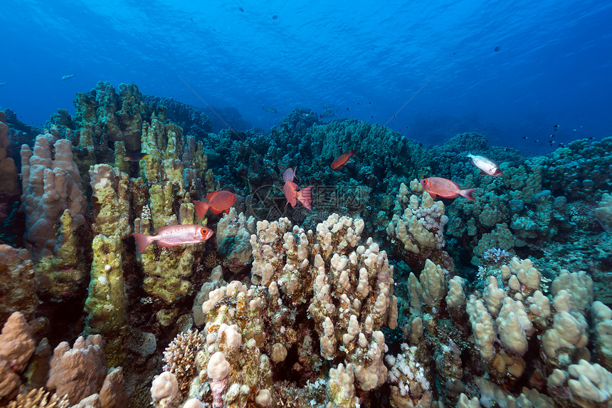 红海的新月尾大眼和热带珊瑚礁射线异国潜水太阳珊瑚蓝色阳光情调太阳光生活图片