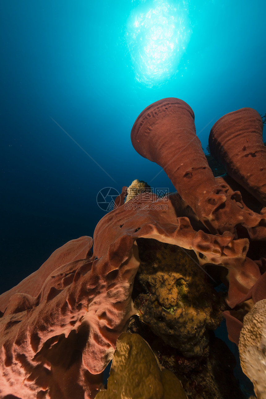 红海的潮湿海绵和热带珊瑚礁海洋太阳场景潜水阳光情调天堂异国射线海景图片