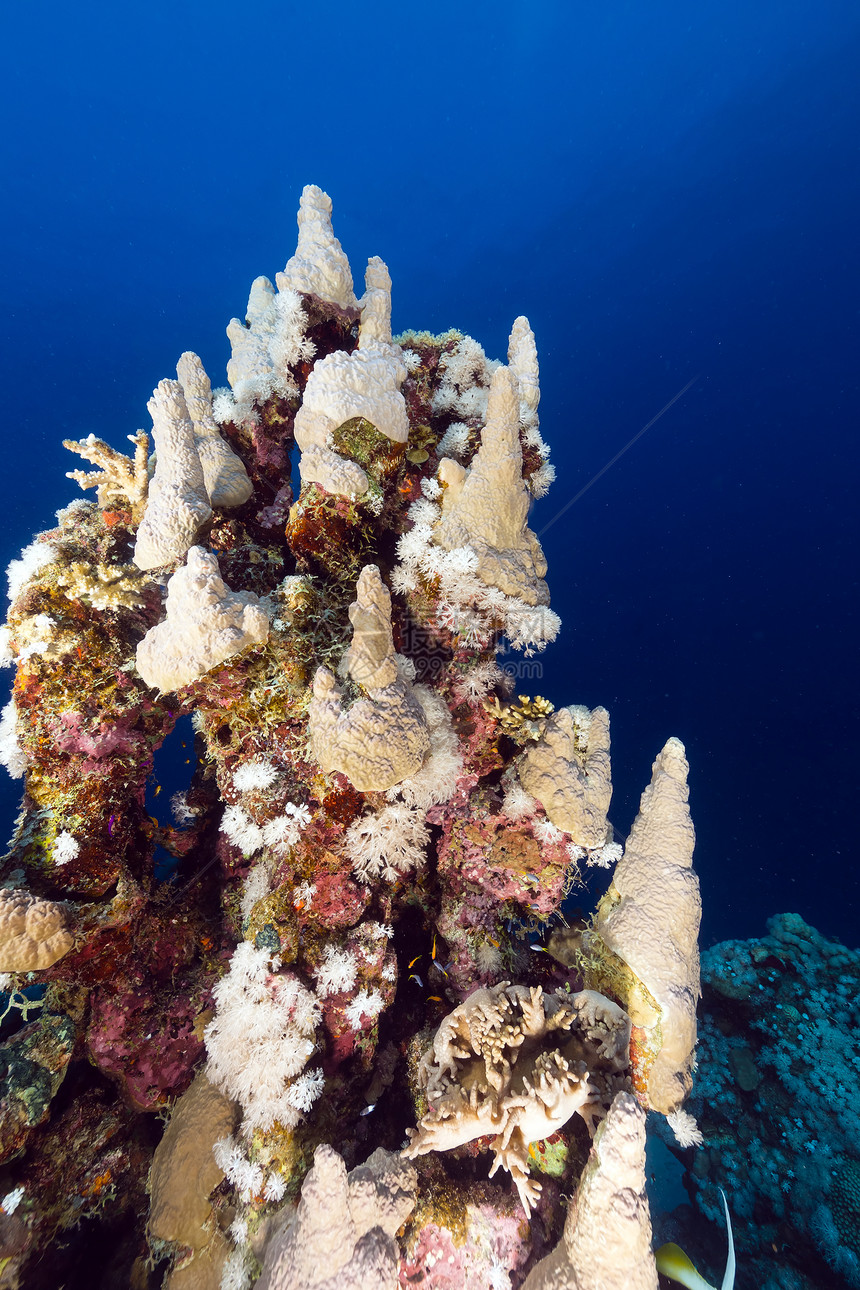 红海的鱼类和热带珊瑚礁珊瑚异国生活情调蓝色植物射线天堂海洋太阳光图片