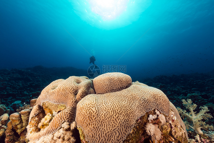 红海的鱼类和热带珊瑚礁情调盐水蓝色太阳光潜水珊瑚阳光太阳海景海洋图片