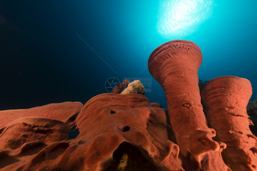 红海的潮湿海绵和热带珊瑚礁海景珊瑚蓝色海洋太阳光海绵管射线天堂异国潜水图片