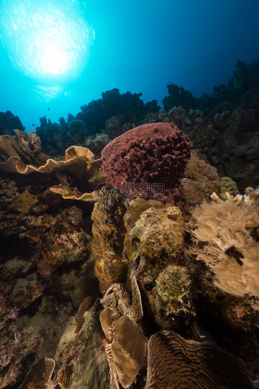 红海的潮湿海绵和热带珊瑚礁射线天堂盐水潜水海绵管蓝色太阳光异国太阳海景图片