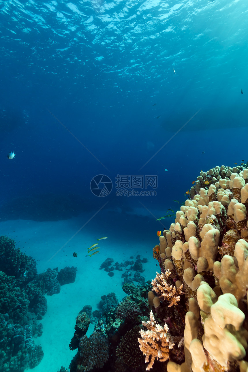 红海的鱼类和热带珊瑚礁天堂海洋情调射线场景太阳光珊瑚潜水海景异国图片