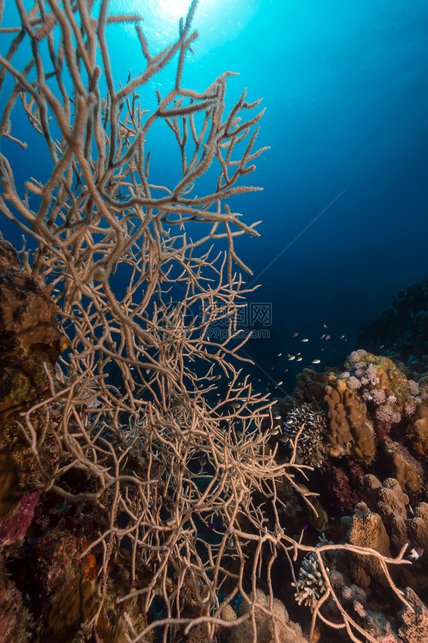 在红海点头角角珊瑚和热带珊瑚礁射线场景天堂海景阳光生活潜水盐水异国角质图片