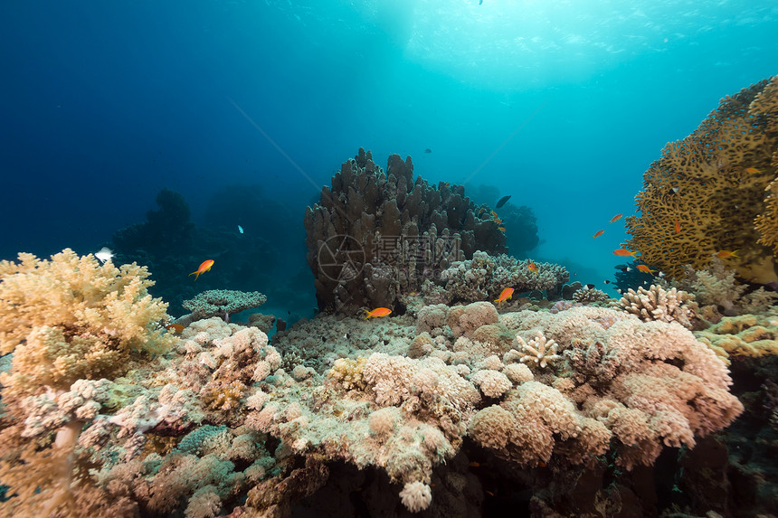 红海的鱼类和热带珊瑚礁海洋太阳阳光生活植物蓝色天堂太阳光珊瑚盐水图片