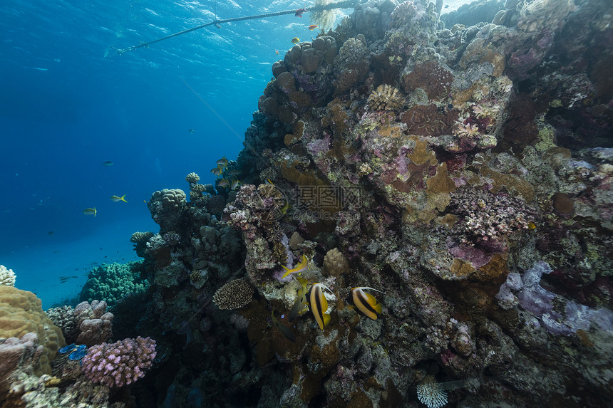 红海的鱼类和热带珊瑚礁阳光太阳光场景盐水射线海景植物情调潜水异国图片