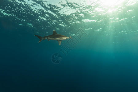 海洋白鲨和摄像师在红海高清图片