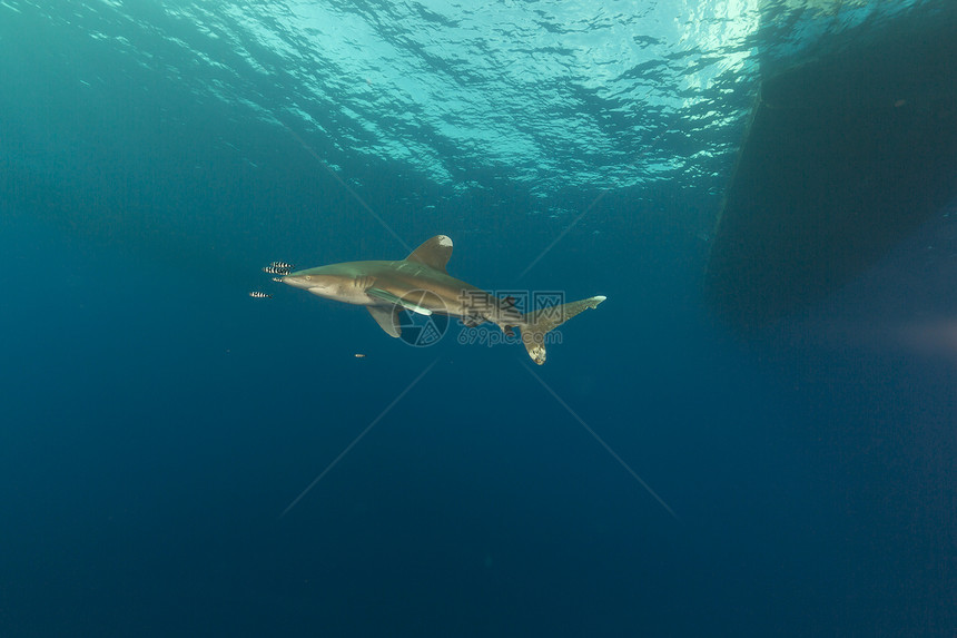 海洋白鲨 位于埃菲因斯通红海阳光鲨鱼白鳍鲨热带射线蓝色潜水液体长手图片