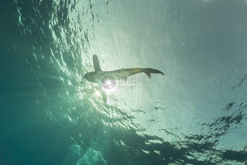 海洋白鲨 位于埃菲因斯通红海长手热带鲨鱼蓝色液体阳光射线潜水白鳍鲨图片