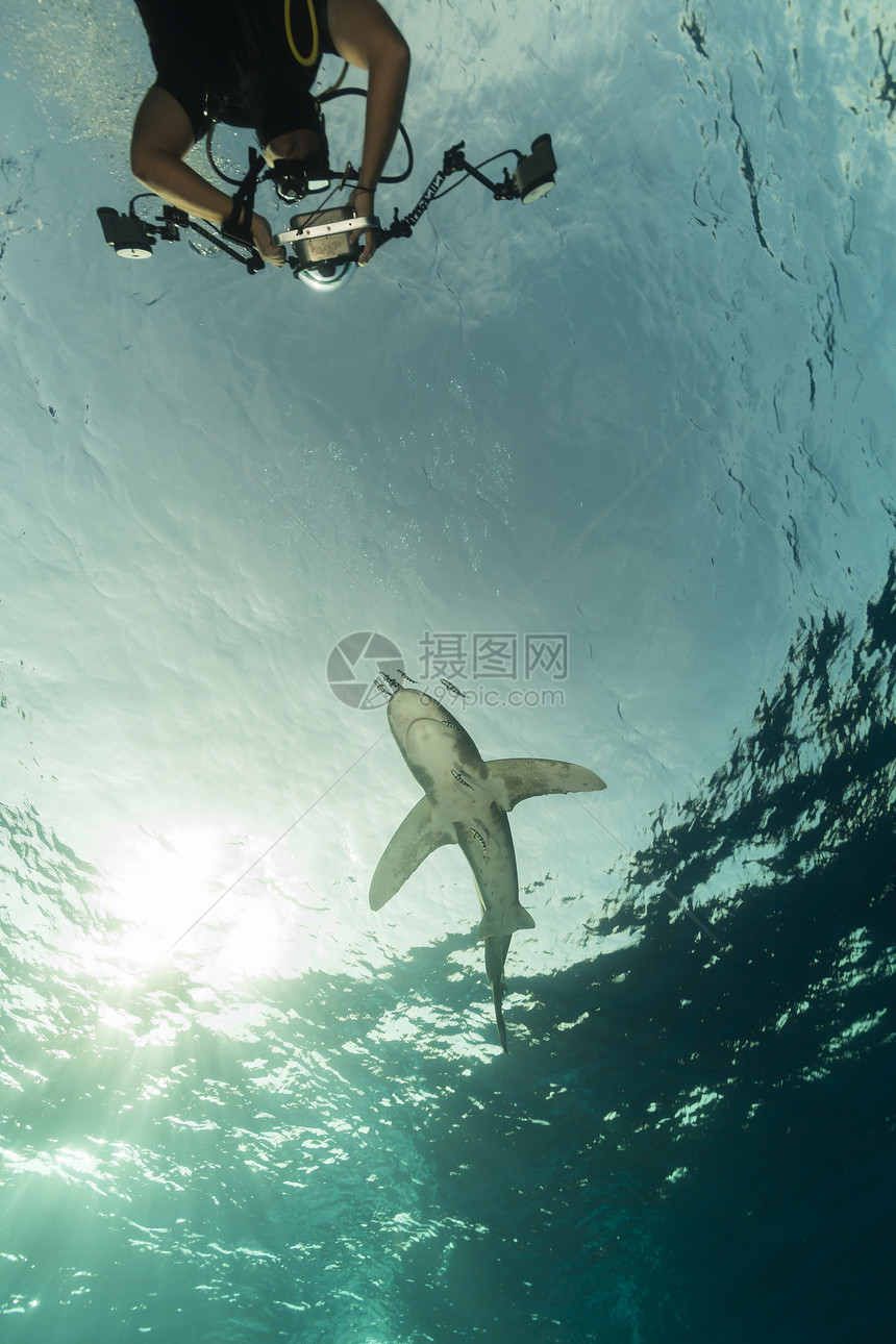 海洋白鲨 位于埃菲因斯通红海蓝色阳光白鳍鲨长手液体潜水鲨鱼射线热带图片