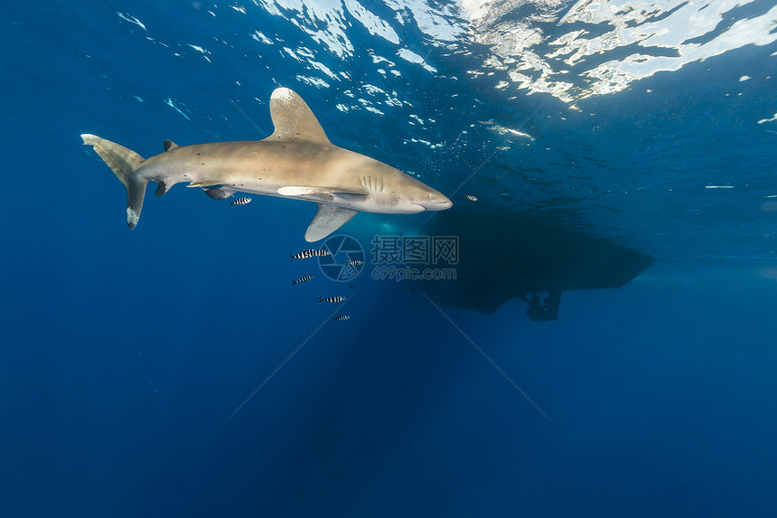 海洋白鲨 位于埃菲因斯通红海液体射线蓝色长手热带阳光潜水鲨鱼白鳍鲨图片