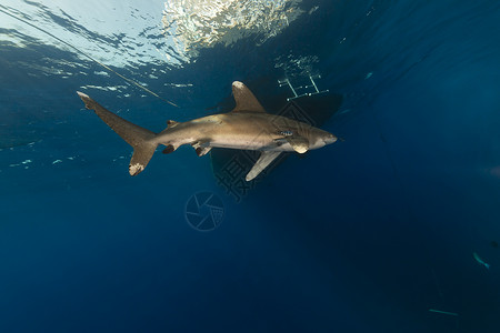 远洋白鳍鲨自然蓝色的高清图片