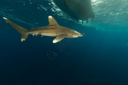 海洋白鳍鲨海洋白鲨 位于埃菲因斯通红海液体潜水阳光热带长手蓝色白鳍鲨鲨鱼射线背景
