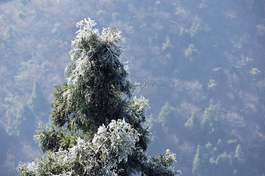 冰松树枝分支机构季节水晶季节性叶子冻结寒意植物场景木头图片