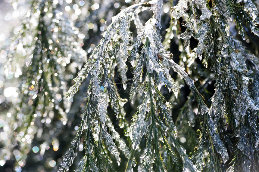 冰松树枝风景松树植物森林叶子木头季节水晶寒意场景图片