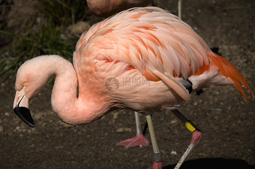 粉白智利火烈哥脖子情调荒野动物热带异国黄色动物园粉色羽毛图片