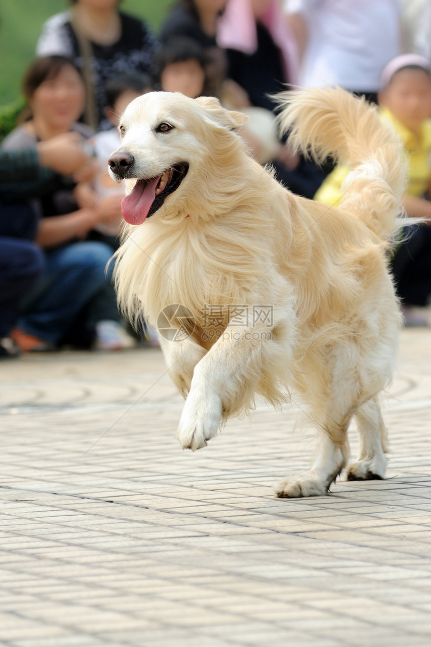 正在运行的金色寻金犬运动赛车宠物竞争地面竞赛犬类小狗卷曲猎犬图片
