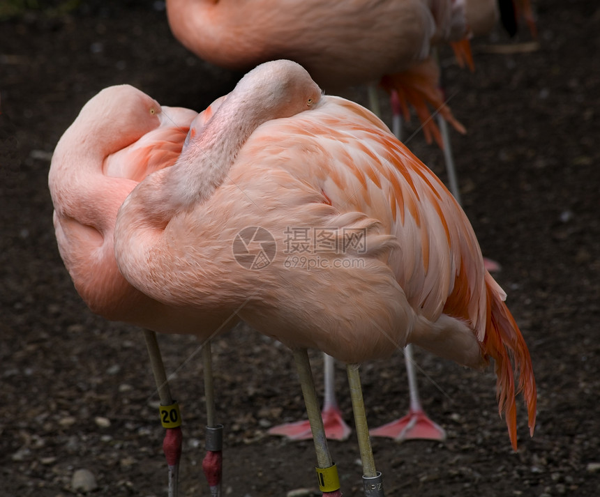 粉红粉白智利火烈鸟鸟类动物荒野热带睡眠羽毛动物园野生动物辣椒黄眼睛图片