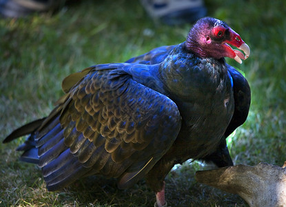 土耳其秃鹫红头黑体组织高清图片