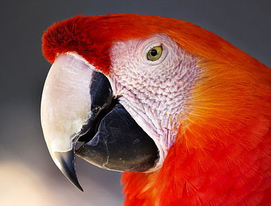 斯嘉丽马考濒危野生动物动物情调鹦鹉荒野宠物红色眼睛金刚鹦鹉背景图片