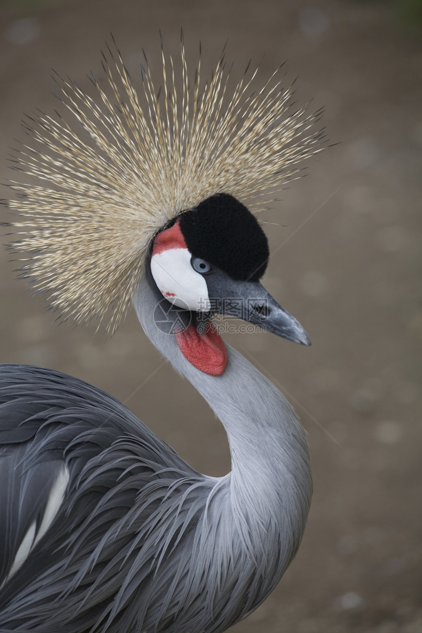 南冠式起重车眼睛公园灰色红色鸟类白色动物园羽毛起重机脖子图片