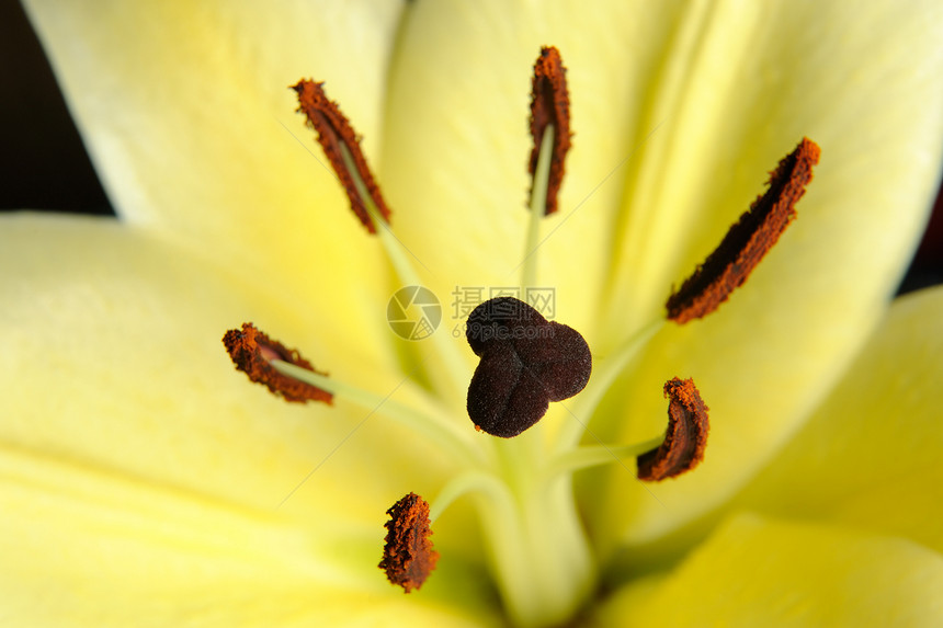 Lily 花朵图片
