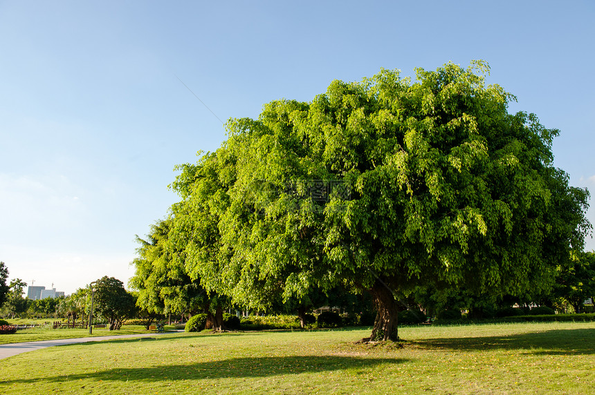 公园中的Banyan树图片