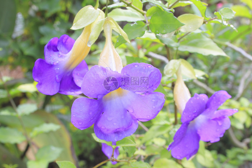 都贝里亚全伦贝里亚黑藤花瓣紫色香味植物植物群香水植物学精神藤蔓图片