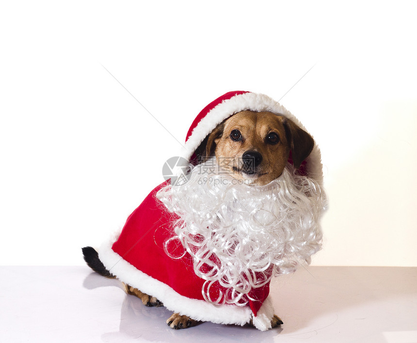 桑塔克拉斯狗宠物季节性帽子节日白色朋友小狗胡须哺乳动物红色图片