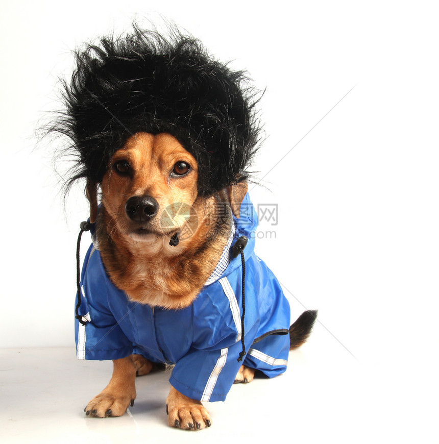 狗猎犬动物眼睛下雨风暴朋友小狗头发黑色戏服图片