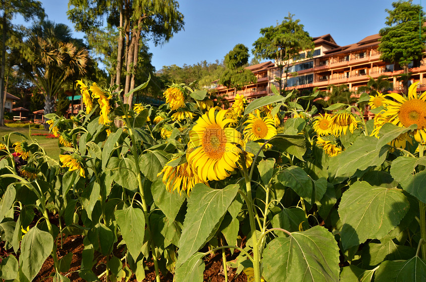 夏季田地的向日葵团体生长阳光植物天空美丽花瓣摄影种子草地图片